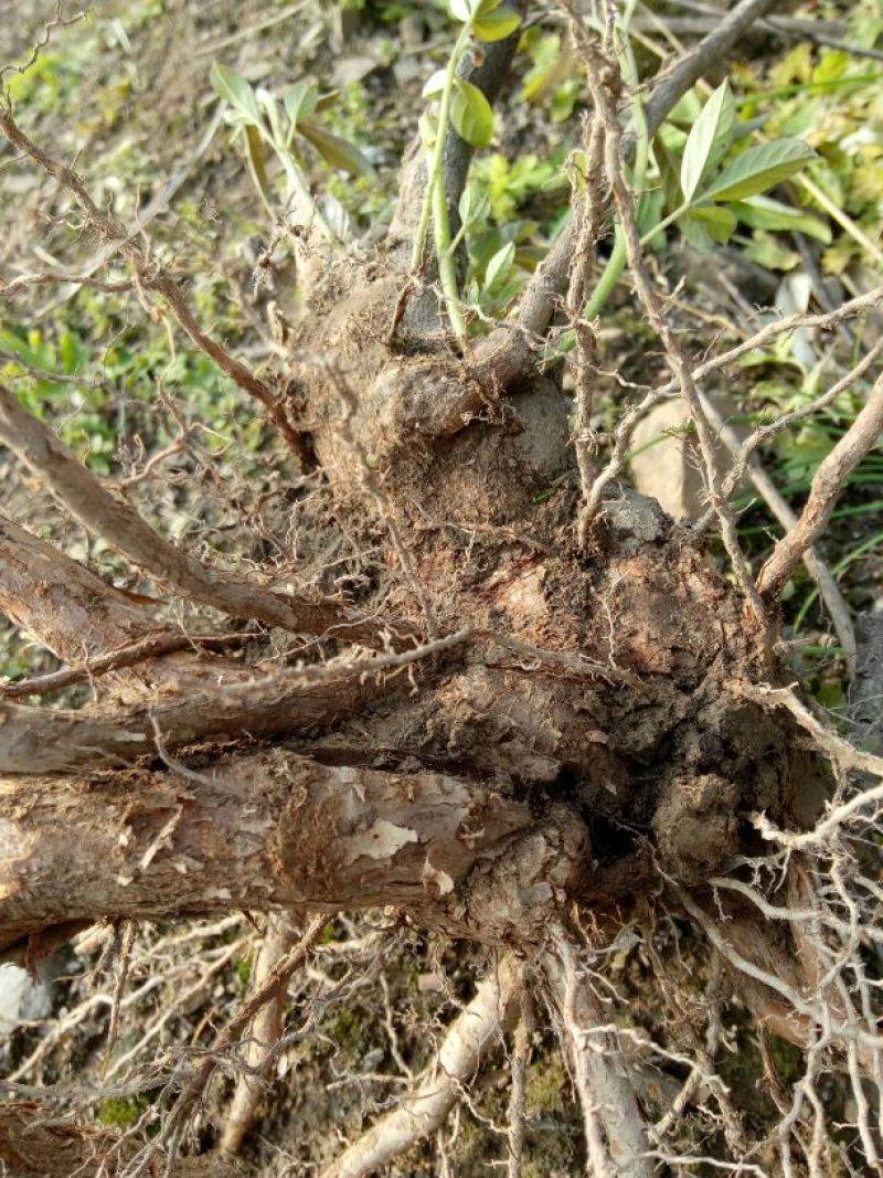 牡荆根野生零种植新鲜，