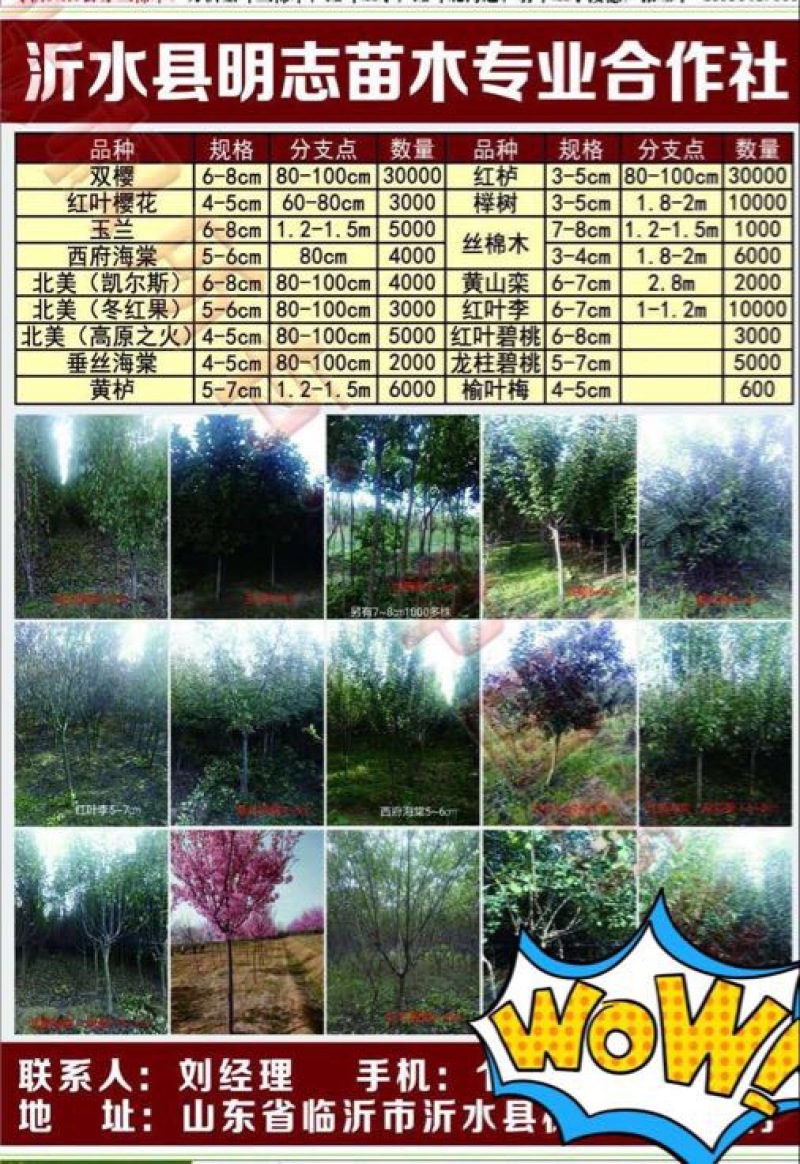 晚樱6~8cm