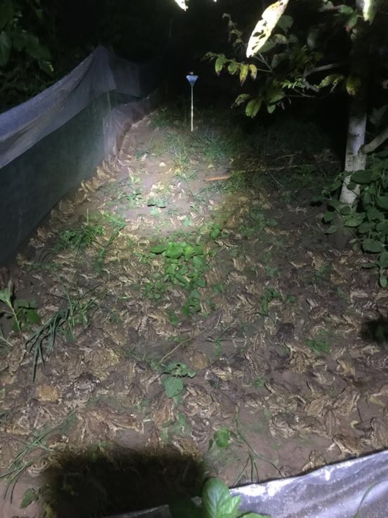 中华大蟾蜍供养殖技术办引种证
