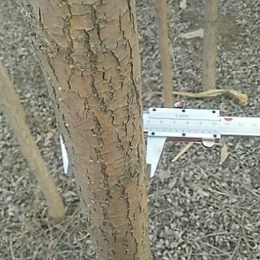 垂柳6~8cm4~6cm3.5~4米