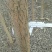 垂柳6~8cm4~6cm3.5~4米