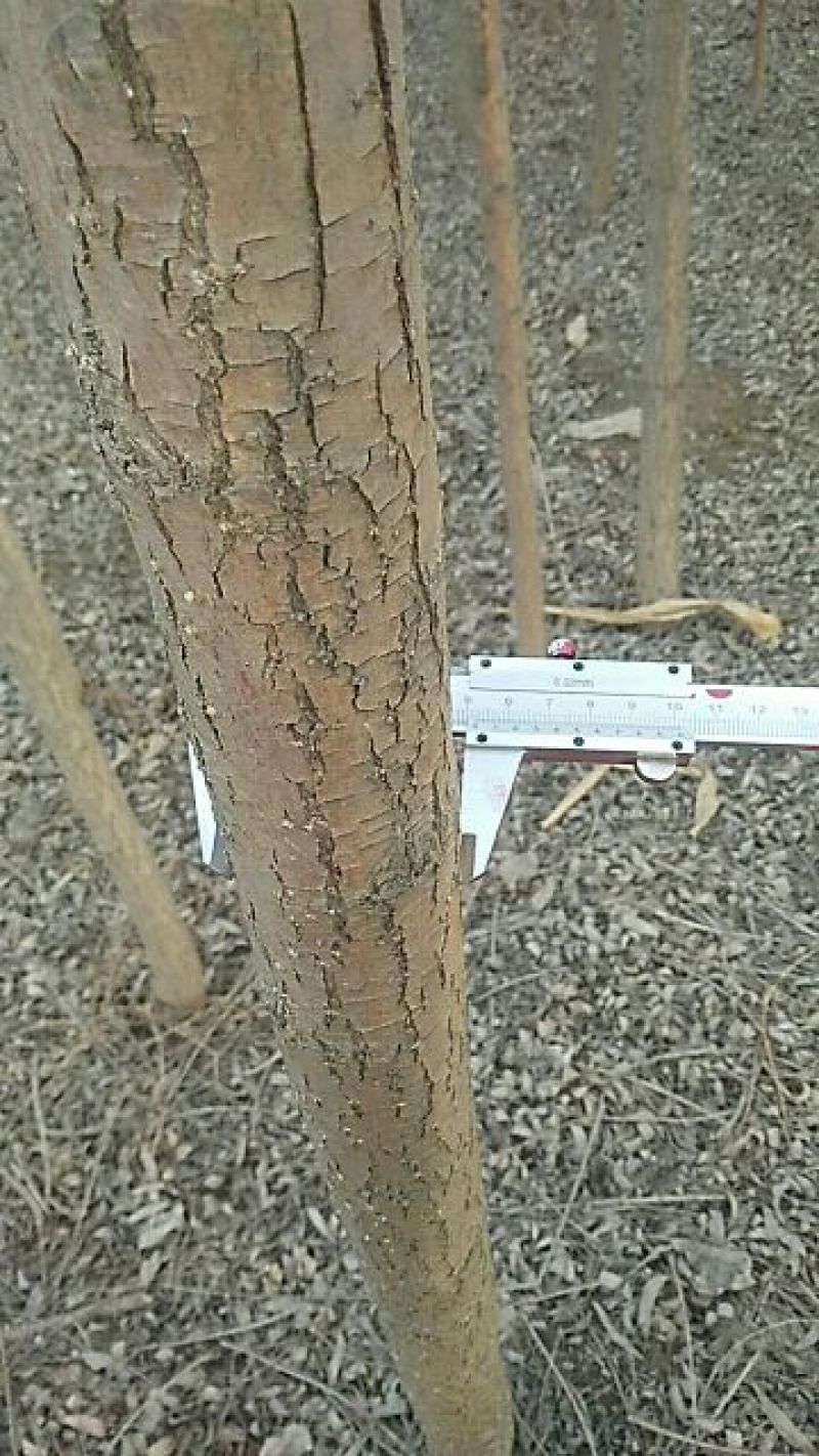 垂柳6~8cm4~6cm3.5~4米