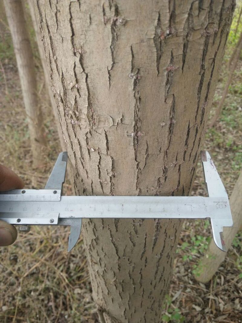 垂柳6~8cm4~6cm3.5~4米