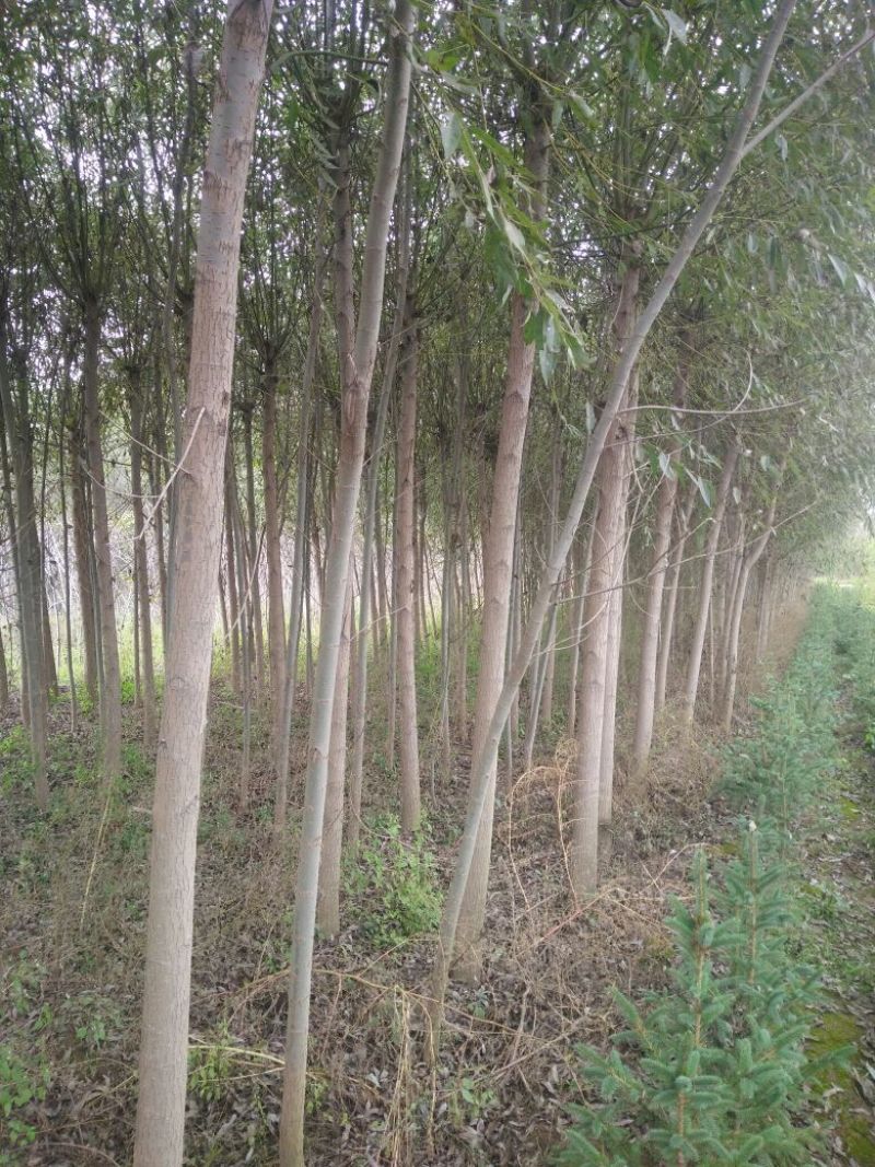 垂柳6~8cm4~6cm3.5~4米