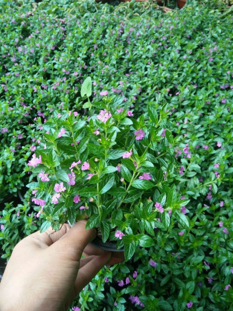 红花满天星