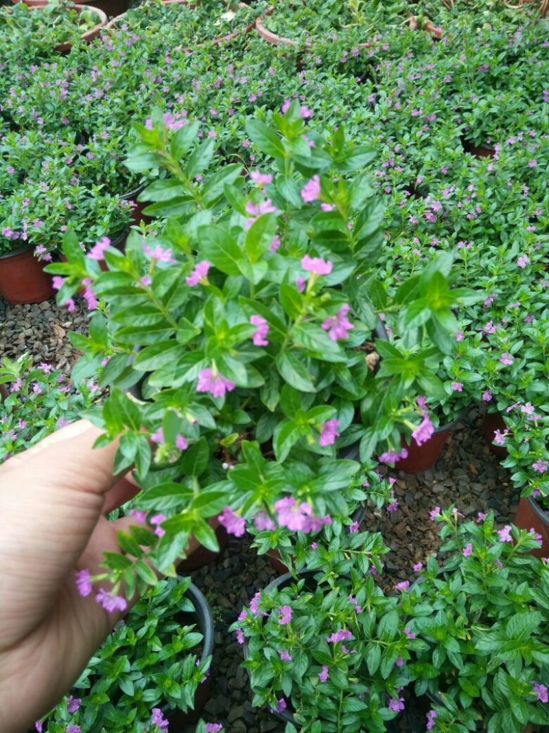 红花满天星