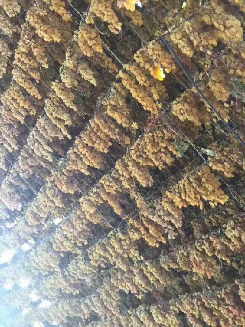 绿无核葡萄干无核二级