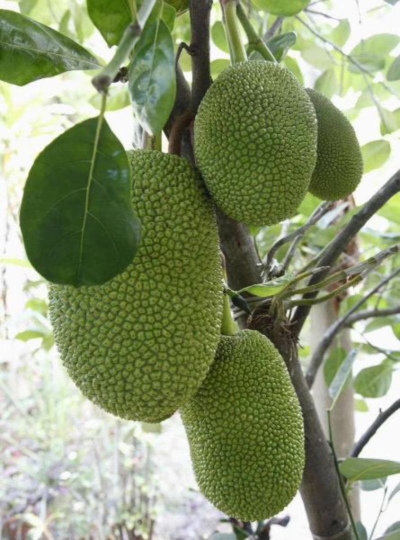 菠萝蜜苗