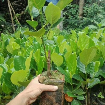 菠萝蜜苗