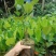 菠萝蜜苗