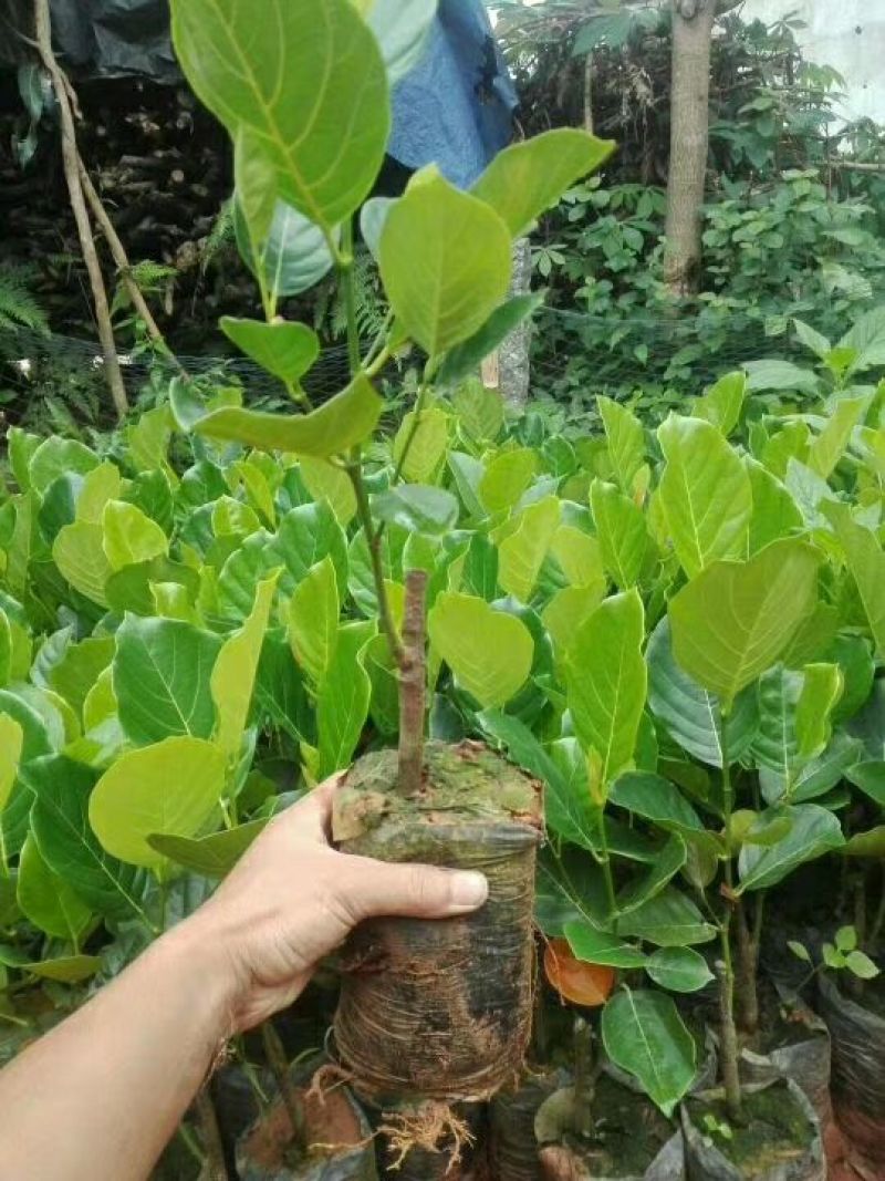 菠萝蜜苗