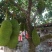 菠萝蜜苗