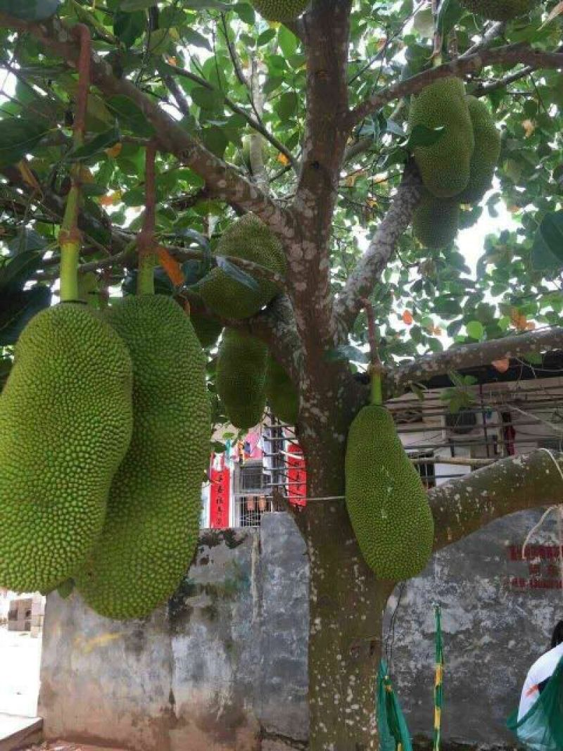 菠萝蜜苗