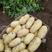 荷兰十五土豆一两半以上精品已大量上市质优价廉欢迎来电!