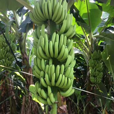 🔥🔥🔥香蕉苗威廉B6，桂蕉2号，桂蕉6号，大巴西