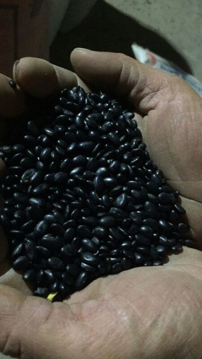 乌皮黄仁豆袋装