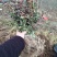 小叶扶芳藤价格苗圃直发规格齐全无中介