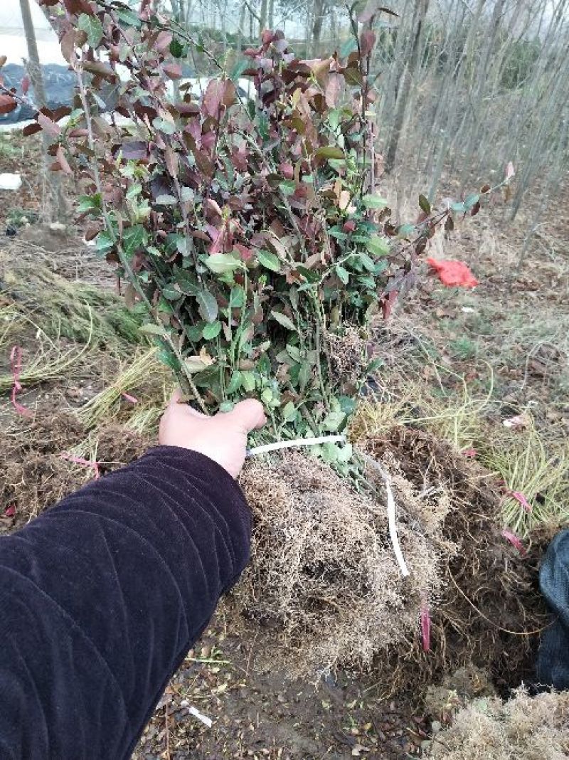 小叶扶芳藤价格苗圃直发规格齐全无中介
