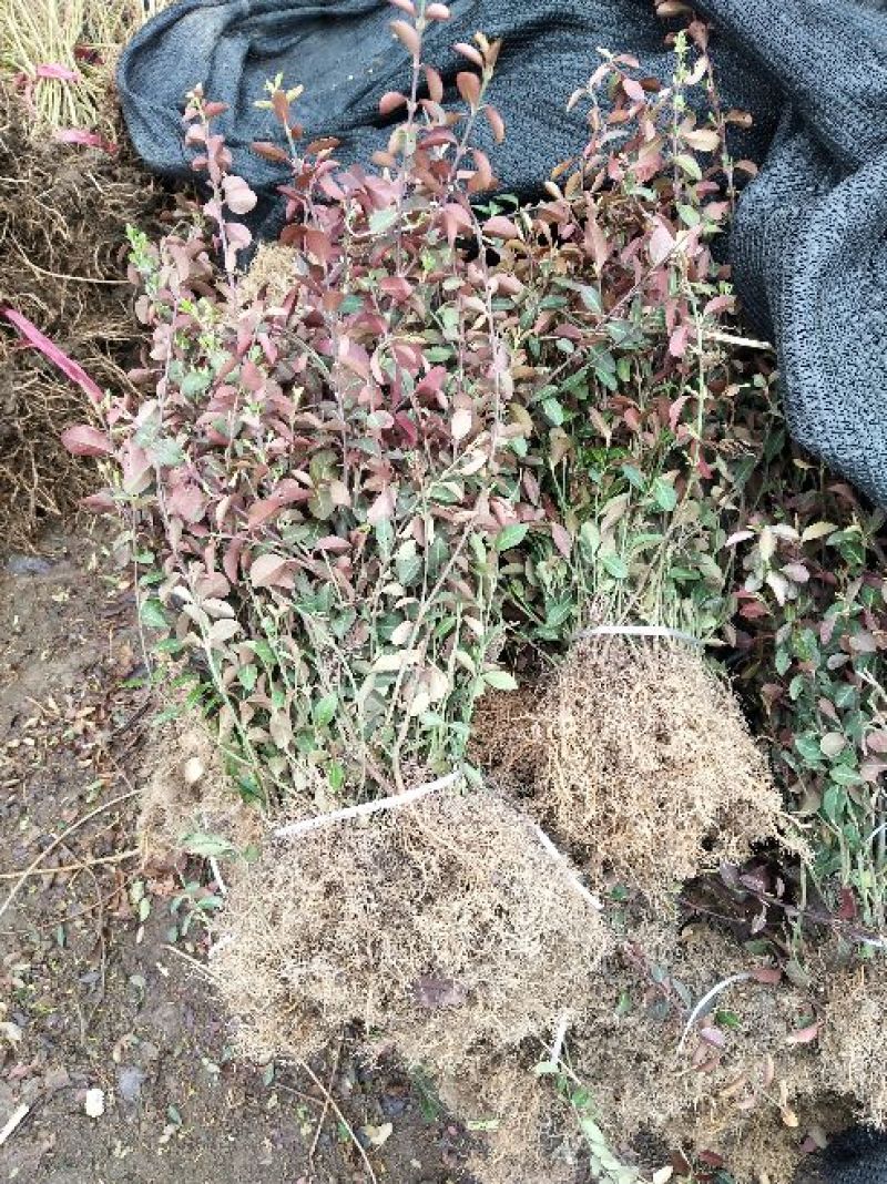 小叶扶芳藤价格苗圃直发规格齐全无中介