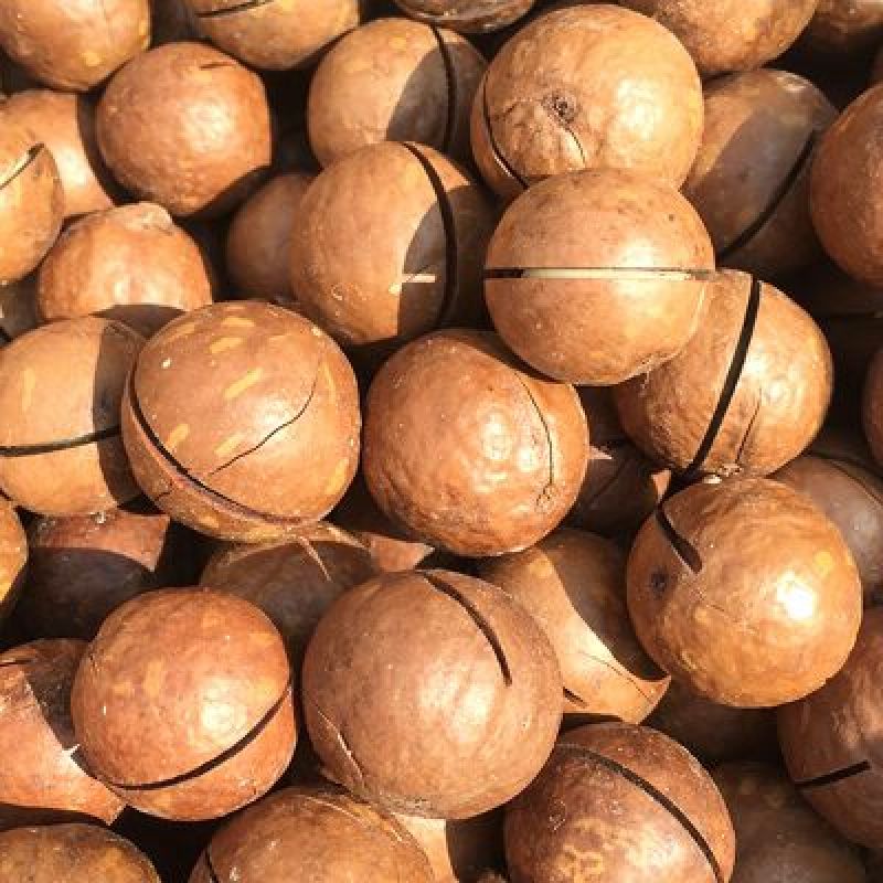 夏威夷果带壳