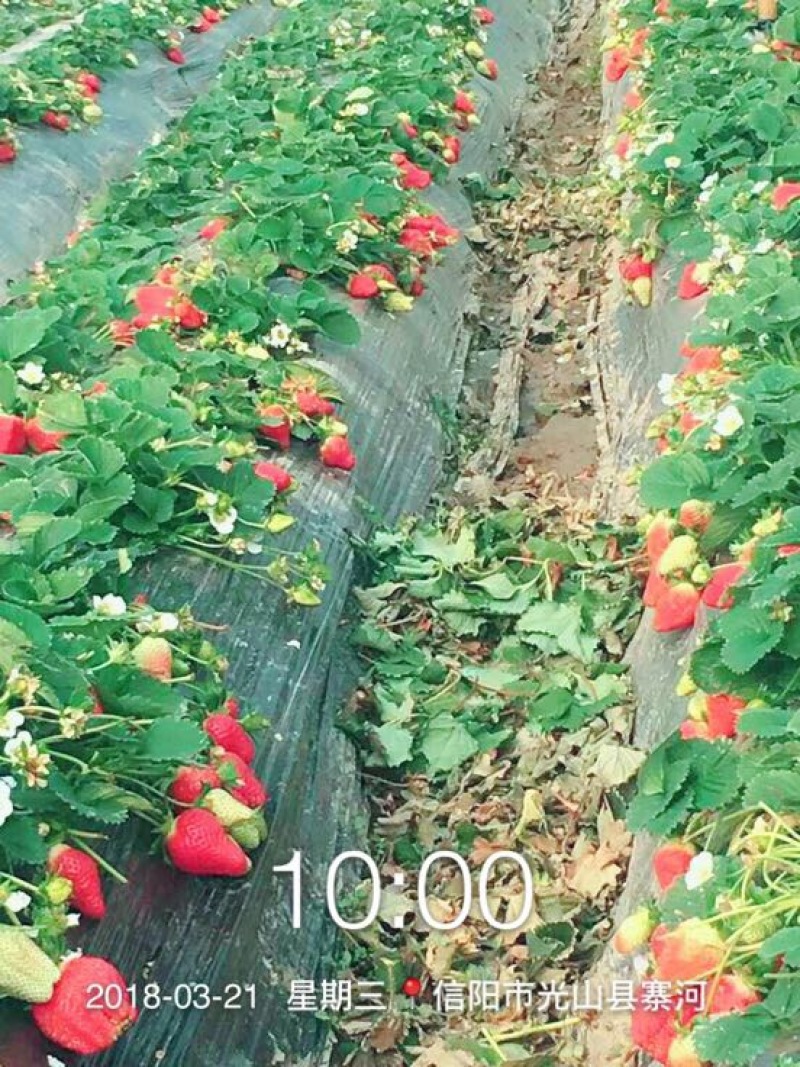 奶油草莓20~30克