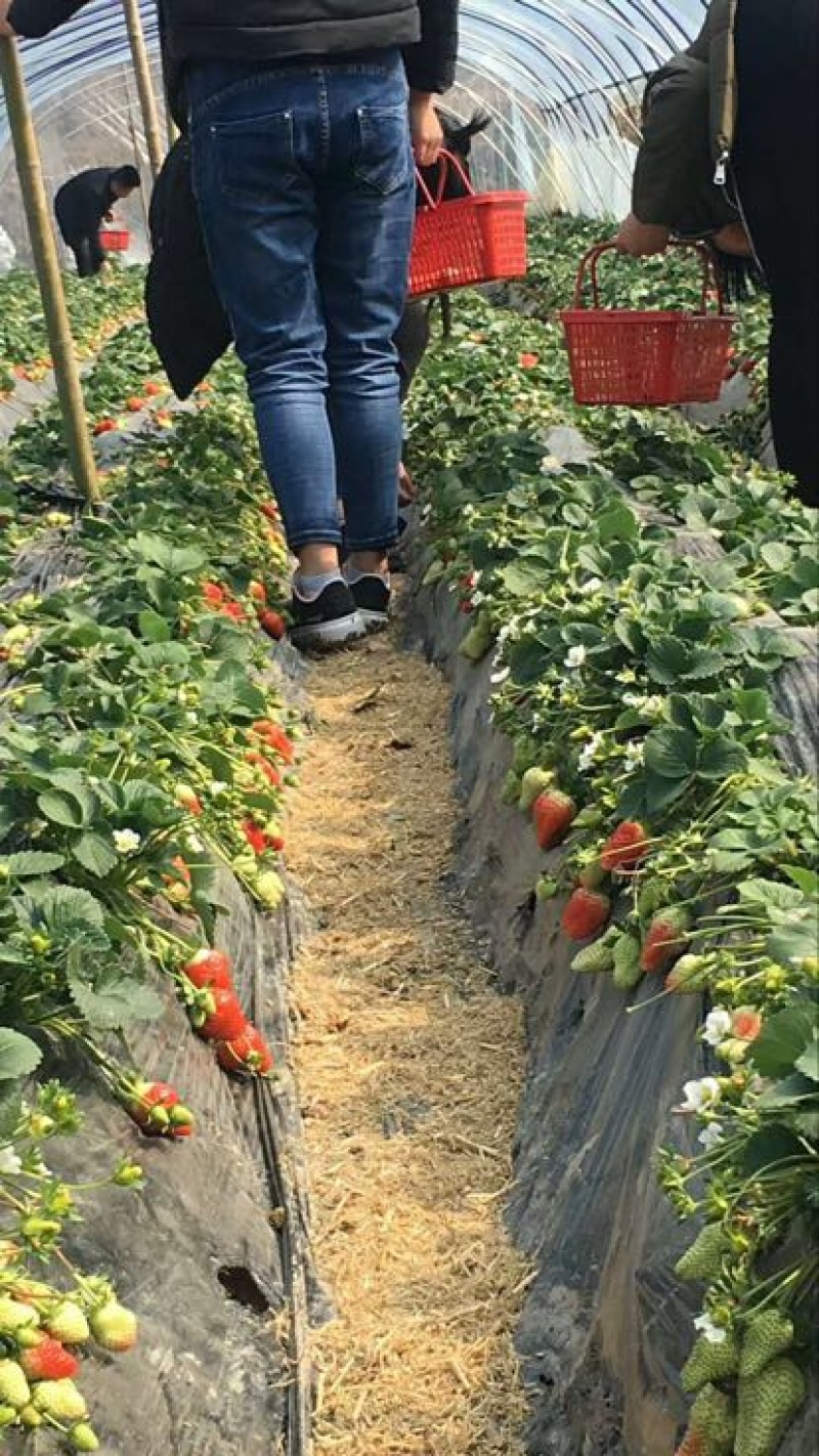 牛奶草莓苗十五年种植经验/免费提供种植技术