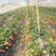牛奶草莓苗十五年种植经验/免费提供种植技术