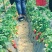 牛奶草莓苗十五年种植经验/免费提供种植技术