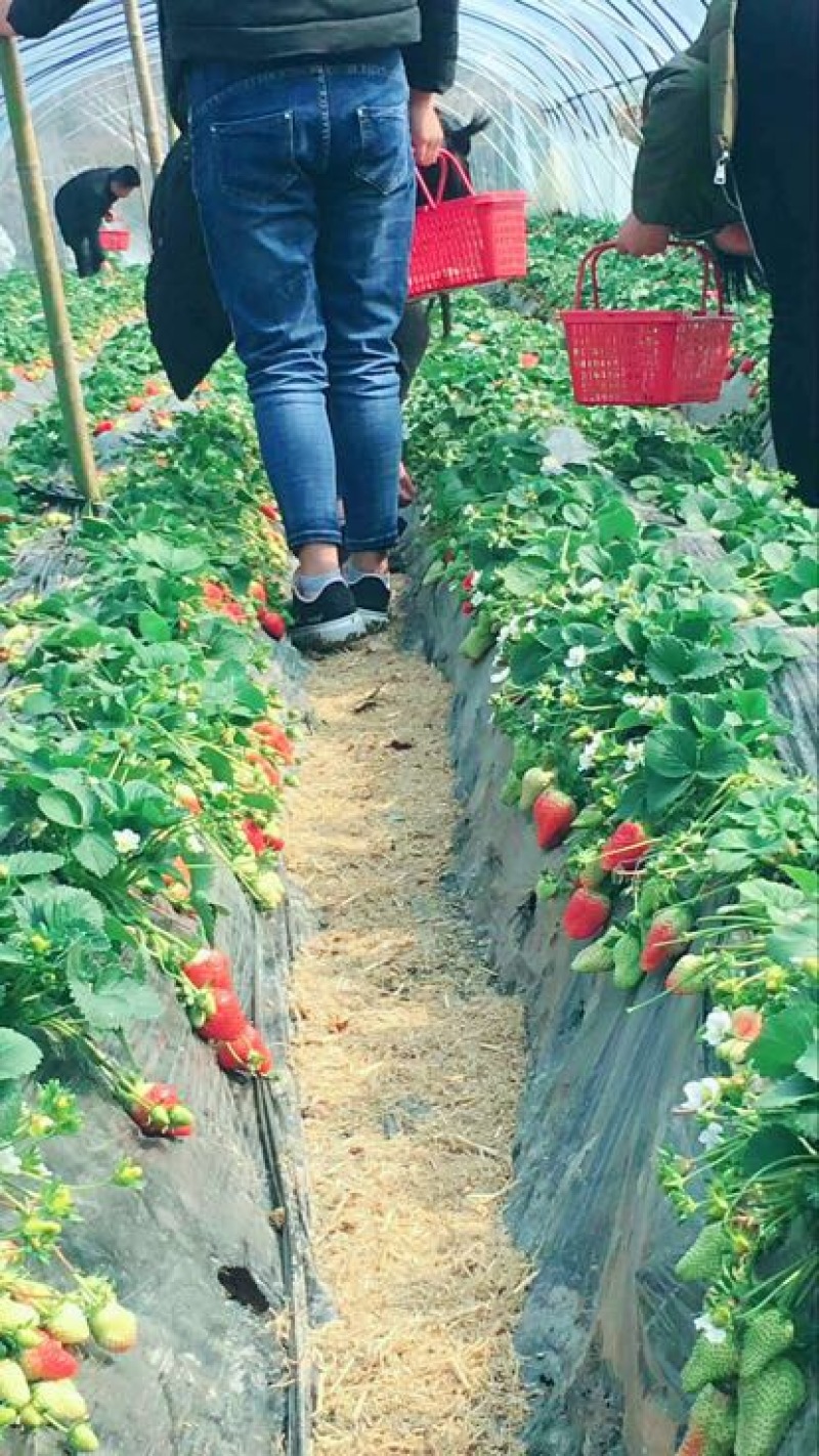 牛奶草莓苗十五年种植经验/免费提供种植技术