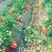 牛奶草莓苗十五年种植经验/免费提供种植技术
