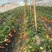 牛奶草莓苗十五年种植经验/免费提供种植技术