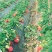 牛奶草莓苗十五年种植经验/免费提供种植技术