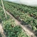 牛奶草莓苗十五年种植经验/免费提供种植技术