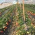 牛奶草莓苗十五年种植经验/免费提供种植技术
