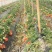 牛奶草莓苗十五年种植经验/免费提供种植技术