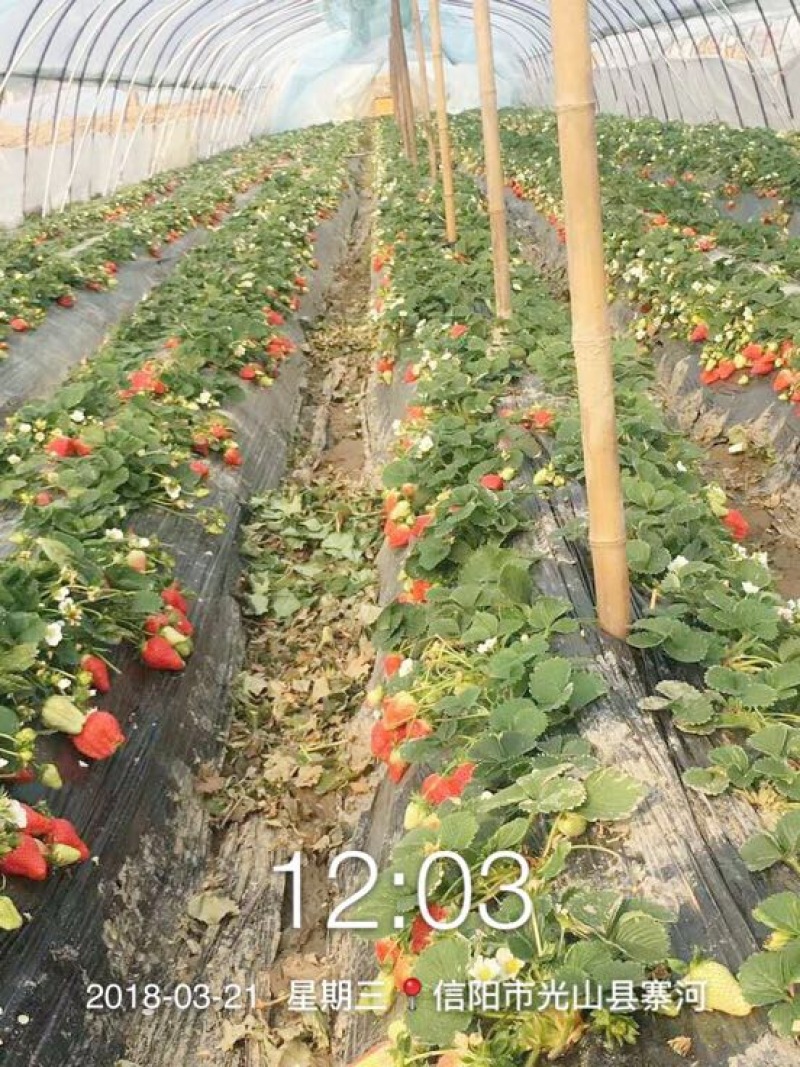 牛奶草莓苗十五年种植经验/免费提供种植技术