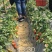 牛奶草莓苗十五年种植经验/免费提供种植技术