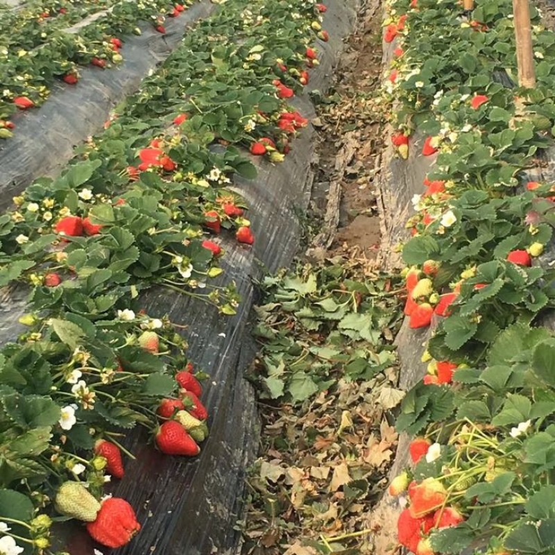 牛奶草莓苗十五年种植经验/免费提供种植技术