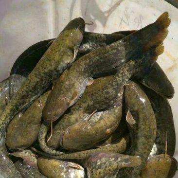 泥鳅食用人工养殖3cm以下