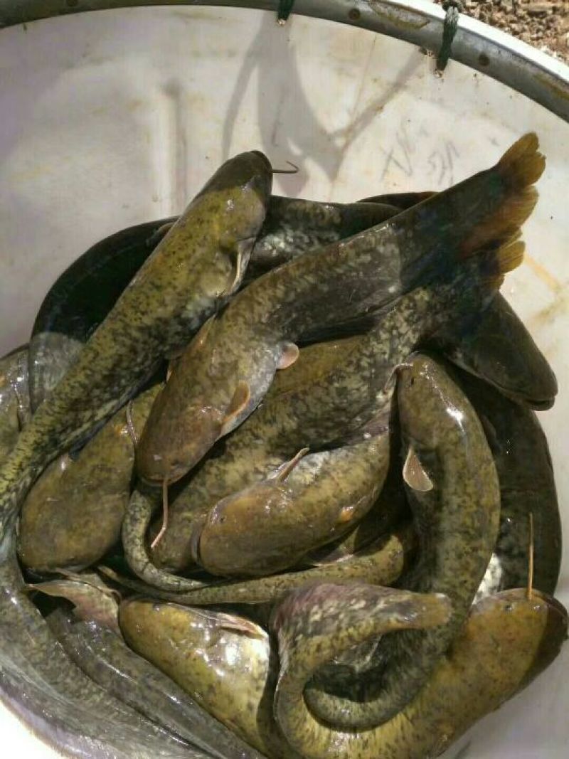泥鳅食用人工养殖3cm以下