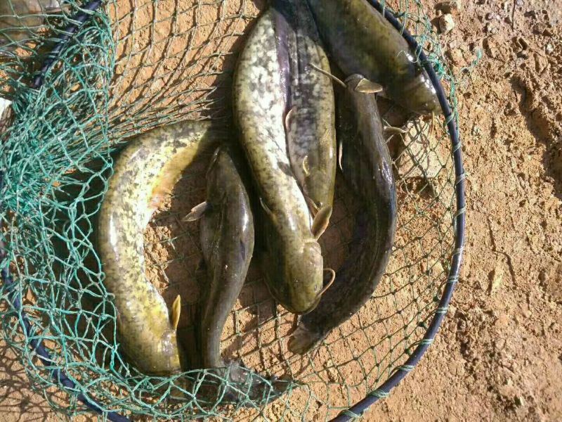 泥鳅食用人工养殖3cm以下
