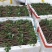 粉葛带芽苗葛根带芽苗桂葛一号广西粉葛