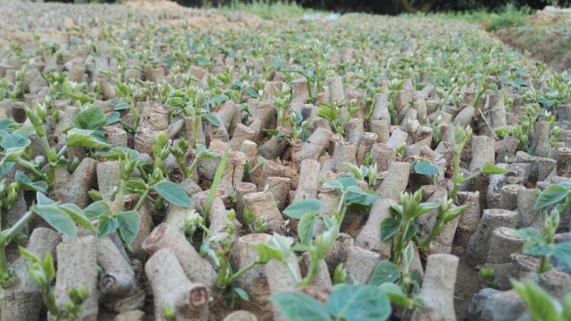 粉葛带芽苗葛根带芽苗桂葛一号广西粉葛