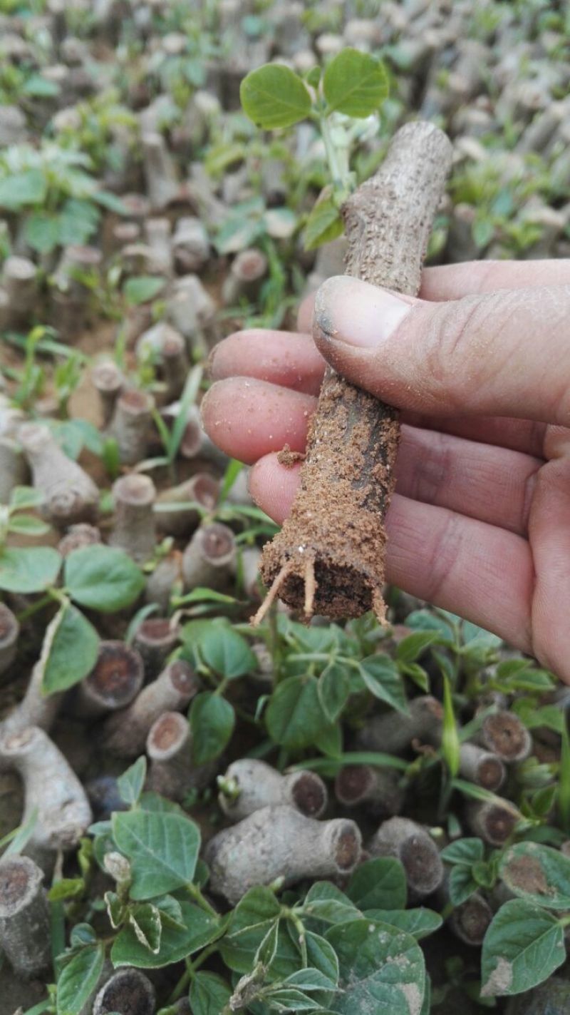 粉葛带芽苗葛根带芽苗桂葛一号广西粉葛