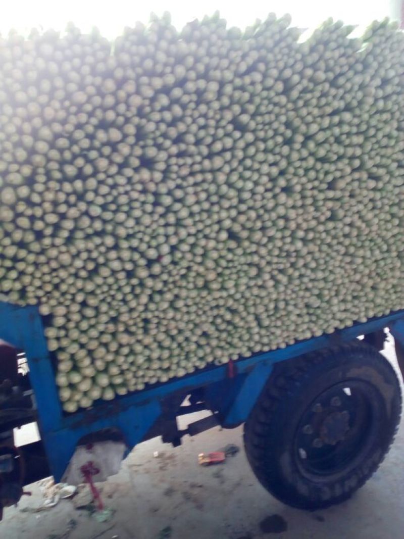 河北永年精品皇妃芹菜大量供应中60cm以上