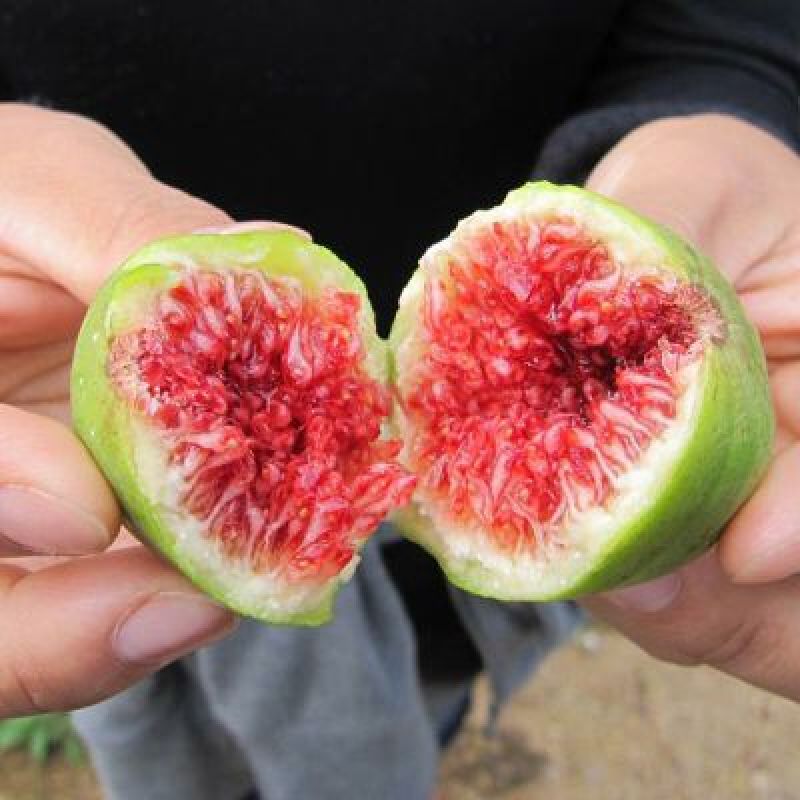 波姬红无花果苗30~50cm