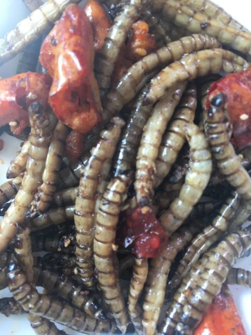 大麦虫，用麸皮与菜叶饲喂，高蛋白饲料，可常年供货