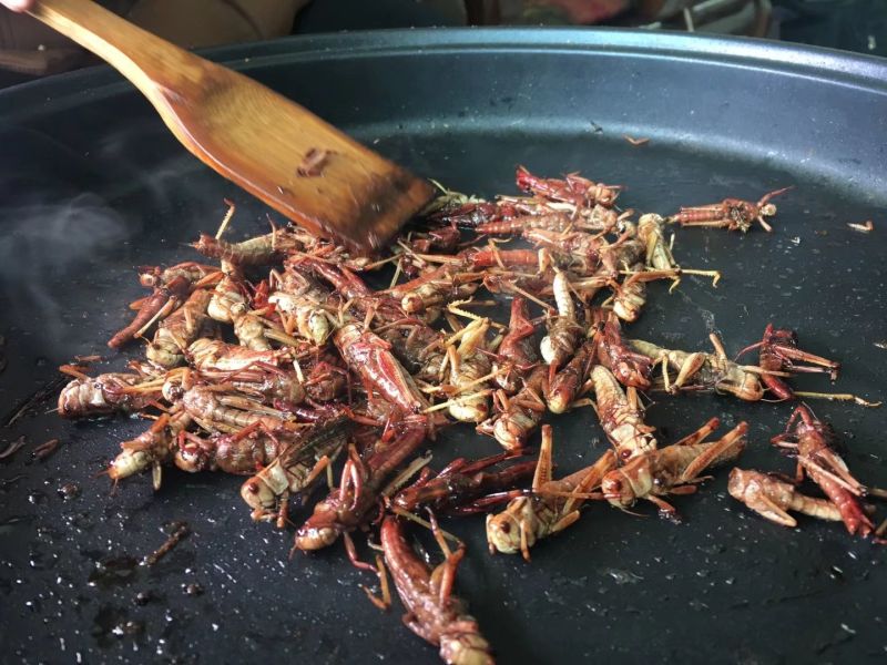 大麦虫，用麸皮与菜叶饲喂，高蛋白饲料，可常年供货