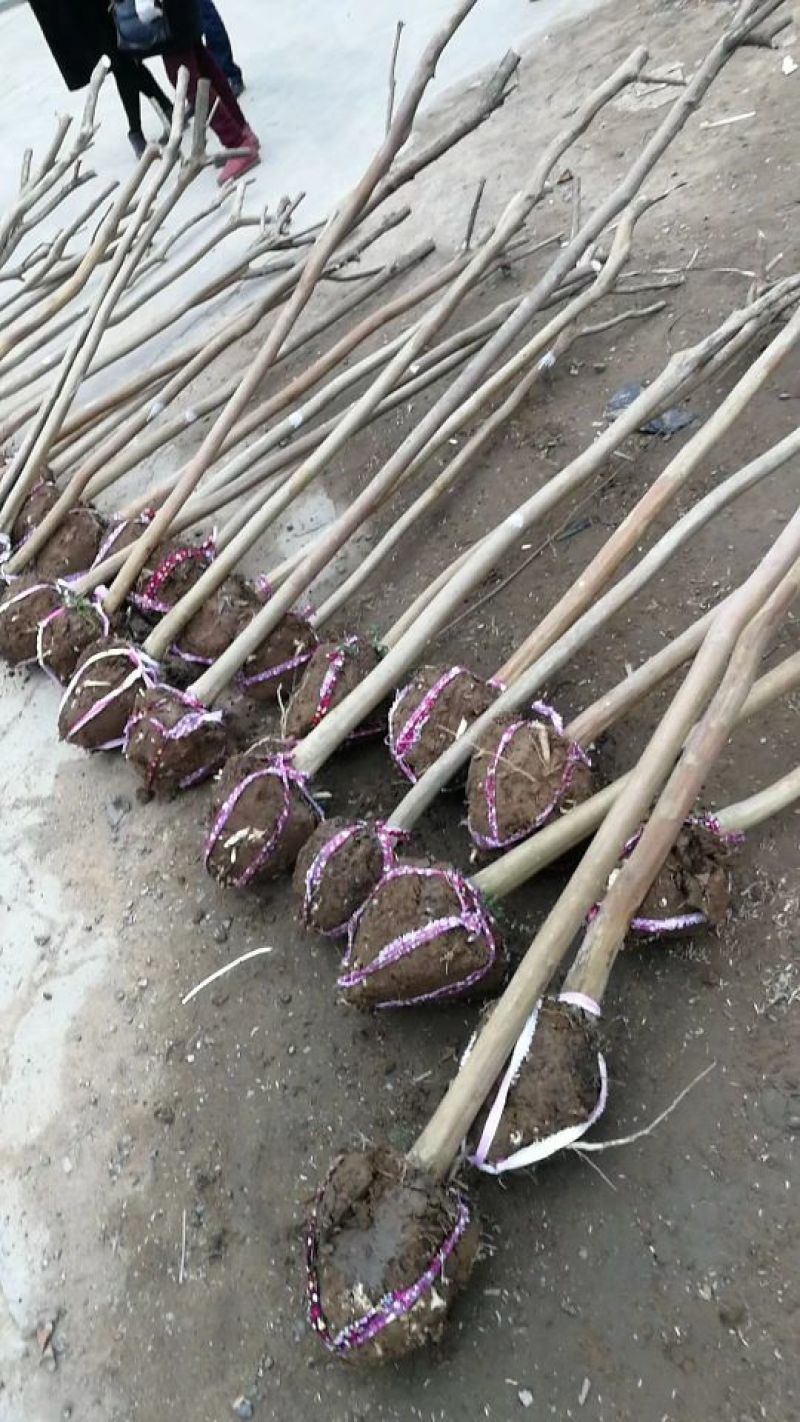江苏紫薇价格百日红价格质量好价格优无中介