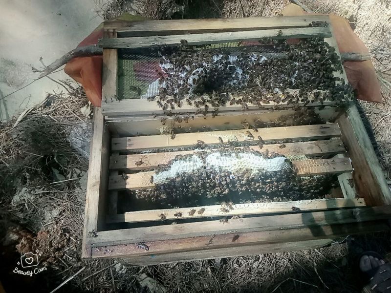 中蜂中华蜜蜂平箱装